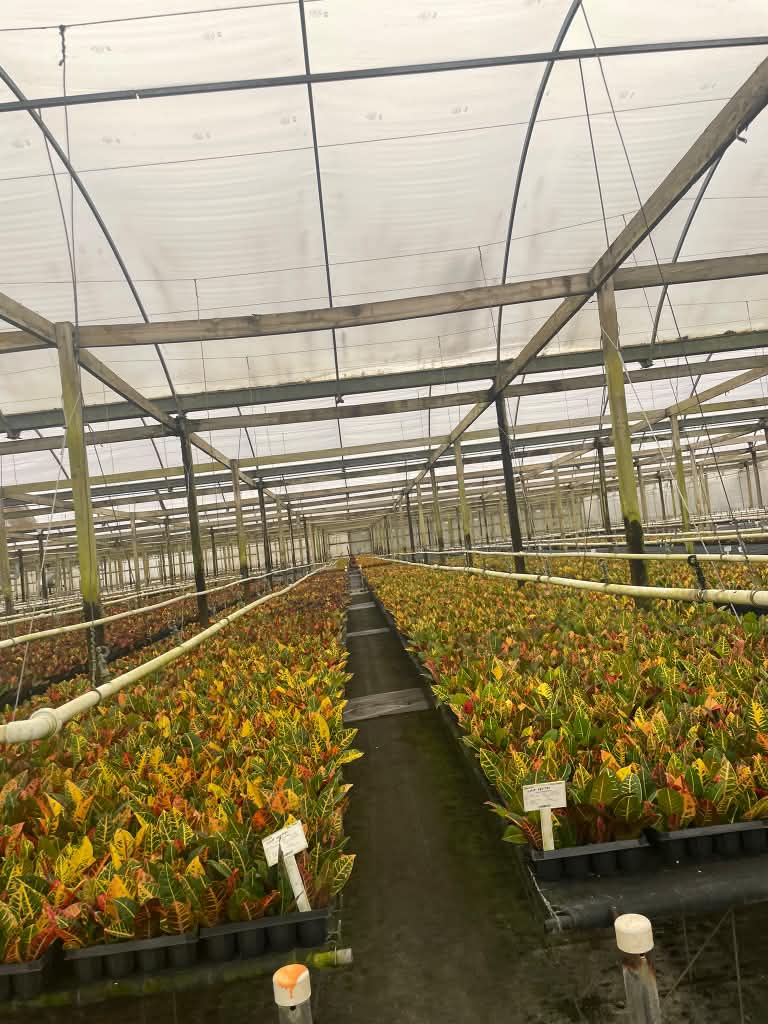 Interior of a greenhouse with white diffusing roof and plant rows